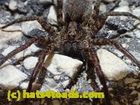 /home//u458753944/public_html/sourcegallery//Insects and small critters/spiders and kin (Arachnida)/P4280734.JPG